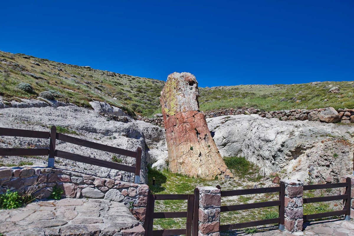 SIGRI_PETRIFIED-PARC__SIG9152 SIGRI PETRIFIED PARC SIG9152